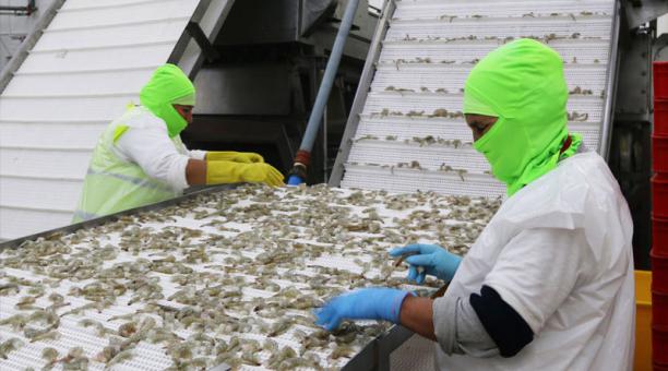 Lee más sobre el artículo China concentra el 42% de las ventas de camarón en el 2019