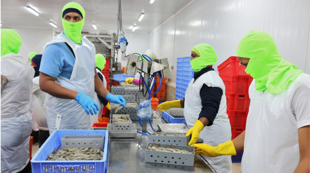 Lee más sobre el artículo Los camaroneros ecuatorianos preocupados tras la suspensión de dos exportadoras en China